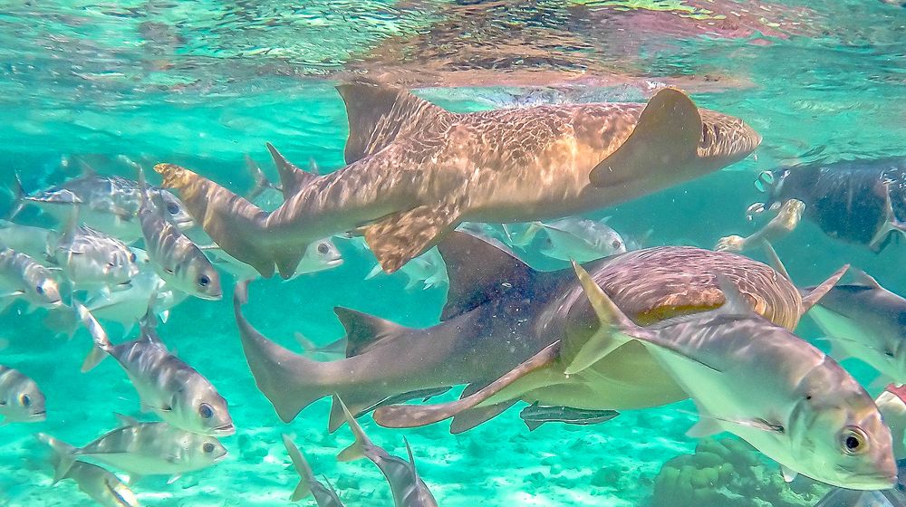 Nurse sharks and schools of fish seen while snorkeling near Caye Caulker