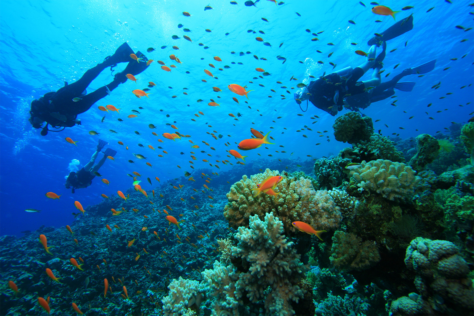Scuba divers exploring a colorful coral reef at Turneffe Atoll