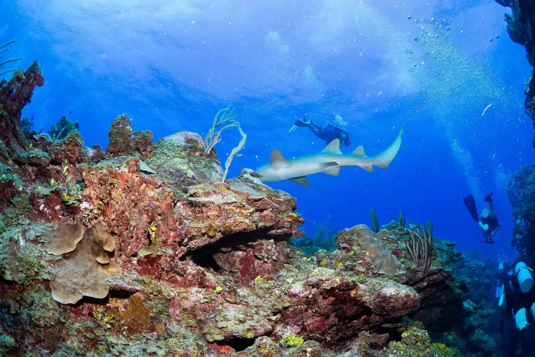 Scuba divers exploring colorful coral near Placencia, Belize