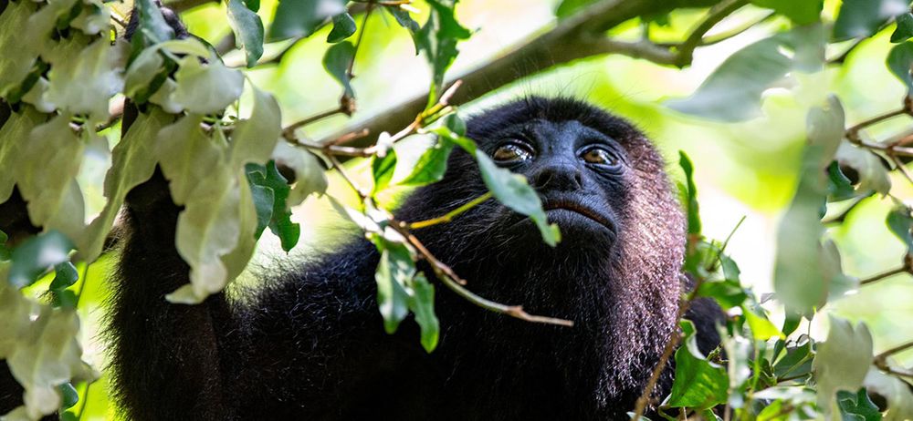 Black howler monkey resting in the forest canopy near Monkey River