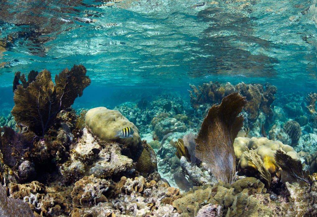 Clear Caribbean water near a Belize island